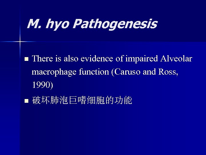M. hyo Pathogenesis n There is also evidence of impaired Alveolar macrophage function (Caruso