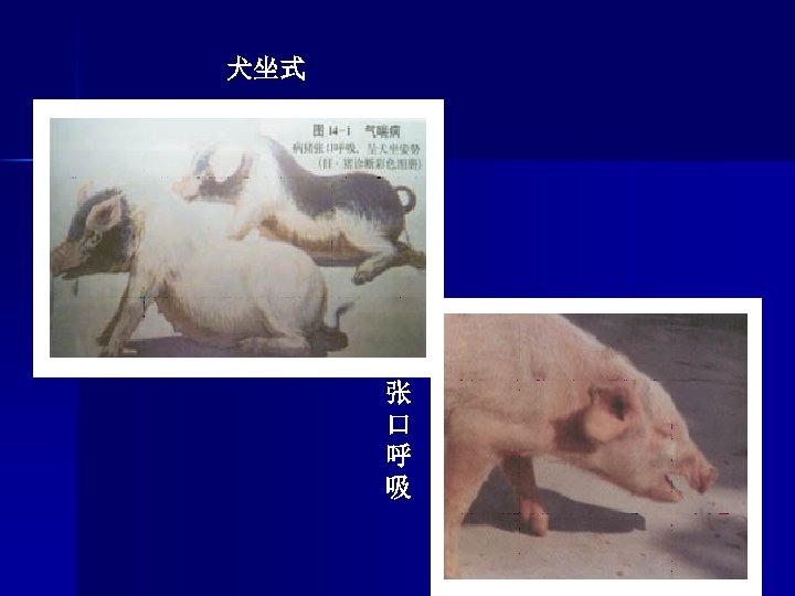 犬坐式 张 口 呼 吸 