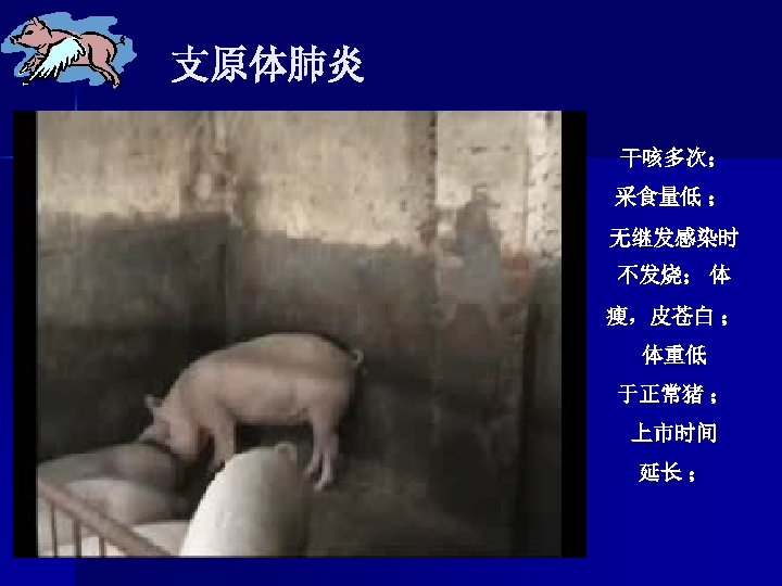 支原体肺炎 干咳多次； 采食量低 ； 无继发感染时 不发烧； 体 瘦，皮苍白 ； 体重低 于正常猪 ； 上市时间 延长