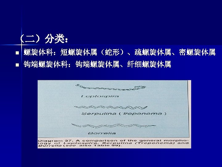 （二）分类： n 螺旋体科：短螺旋体属（蛇形）、疏螺旋体属、密螺旋体属 螺旋体科： n 钩端螺旋体科：钩端螺旋体属、纤细螺旋体属 钩端螺旋体科： 