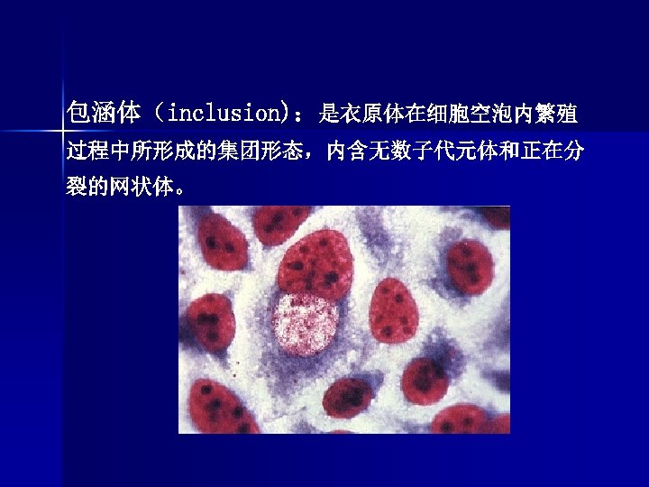 包涵体（inclusion)：是衣原体在细胞空泡内繁殖 过程中所形成的集团形态，内含无数子代元体和正在分 裂的网状体。 