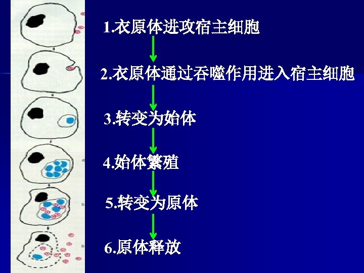1. 衣原体进攻宿主细胞 2. 衣原体通过吞噬作用进入宿主细胞 3. 转变为始体 4. 始体繁殖 5. 转变为原体 6. 原体释放 