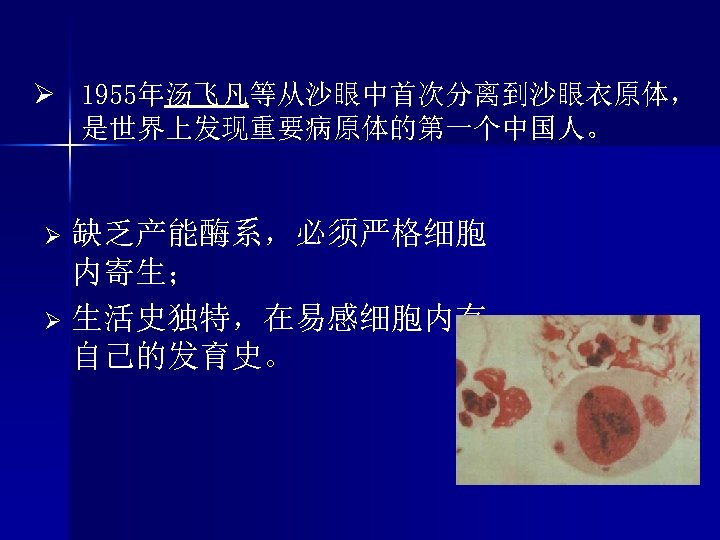 Ø 1955年汤飞凡等从沙眼中首次分离到沙眼衣原体， 是世界上发现重要病原体的第一个中国人。 缺乏产能酶系，必须严格细胞 内寄生； Ø 生活史独特，在易感细胞内有 自己的发育史。 Ø 