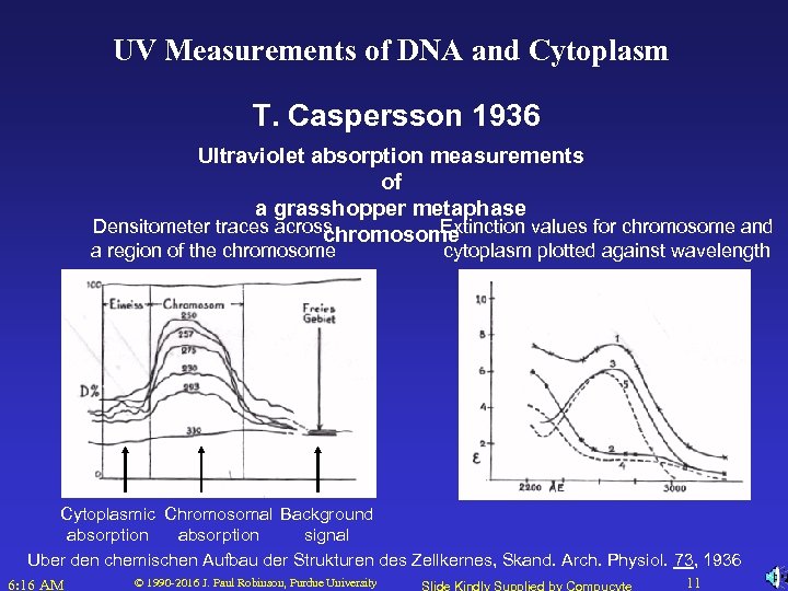 UV Measurements of DNA and Cytoplasm T. Caspersson 1936 Ultraviolet absorption measurements of a