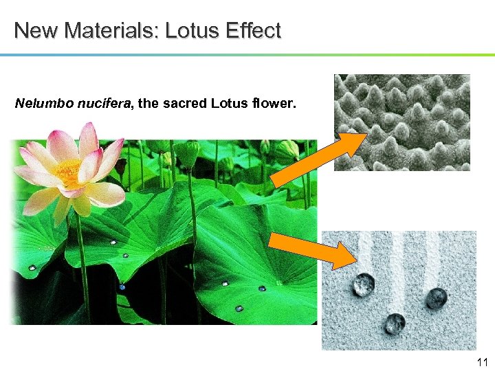 New Materials: Lotus Effect Nelumbo nucifera, the sacred Lotus flower. 11 