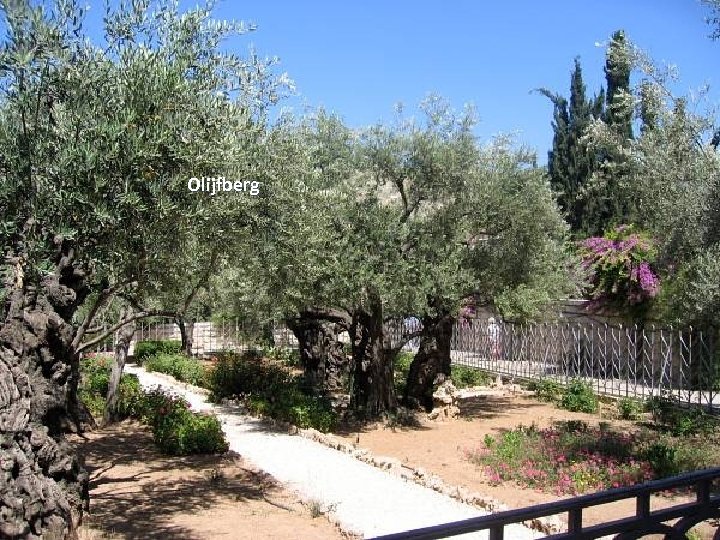 Olijfberg Thursday, March 15, 2018 104 