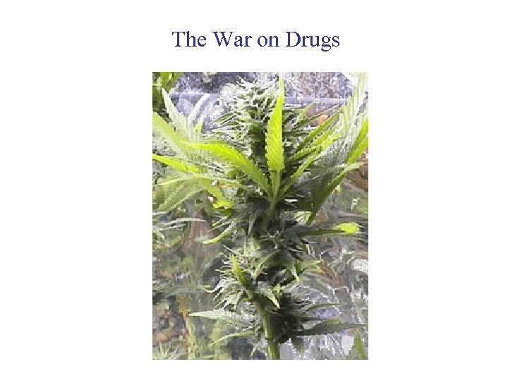 The War on Drugs 