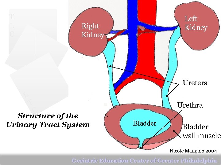 T L C Left Kidney Right Kidney Ureters L T C Structure of the