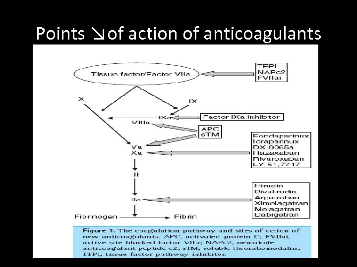 Points ↘of action of anticoagulants 