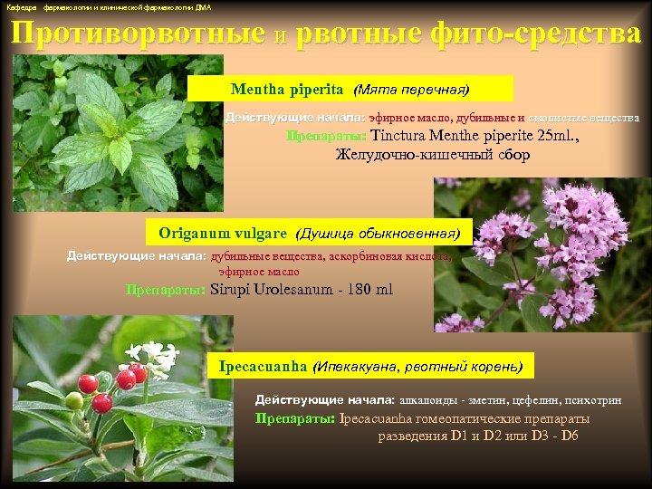 Кафедра фармакологии и клинической фармакологии ДМА Противорвотные и рвотные фито-средства Mentha piperita (Мята перечная)