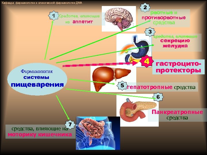 Кафедра фармакологии и клинической фармакологии ДМА 1 Средства, влияющие на аппетит 2 рвотные и