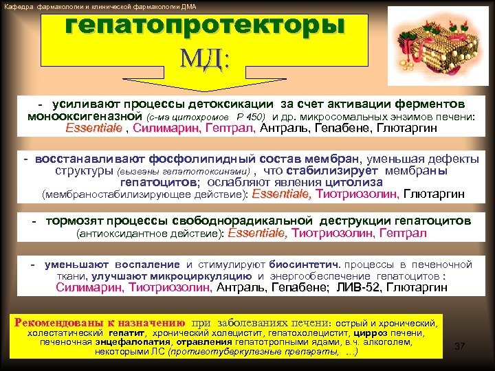 Кафедра фармакологии и клинической фармакологии ДМА гепатопротекторы МД: - усиливают процессы детоксикации за счет