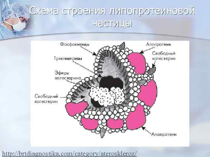 Схема строения липопротеиновой частицы http: //brtdiagnostika. com/category/ateroskleroz/ 