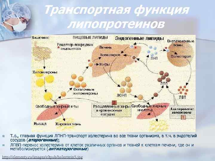 Транспортная функция липопротеинов n n Т. о. , главная функция ЛПНП-транспорт холестерина во все