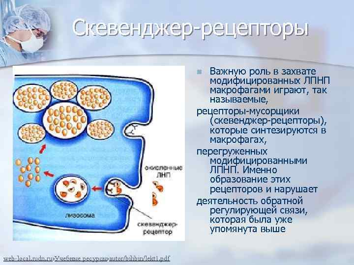 Скевенджер-рецепторы Важную роль в захвате модифицированных ЛПНП макрофагами играют, так называемые, рецепторы-мусорщики (скевенджер-рецепторы), которые