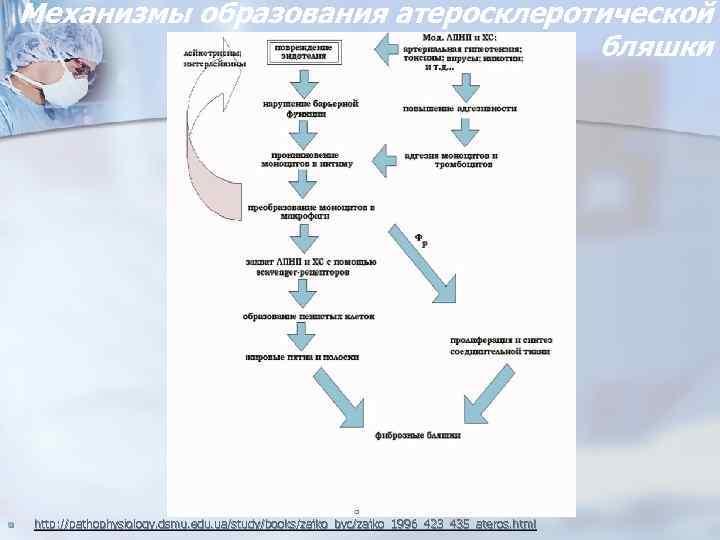 Механизмы образования атеросклеротической бляшки n http: //pathophysiology. dsmu. edu. ua/study/books/zajko_byc/zajko_1996_423_435_ateros. html 