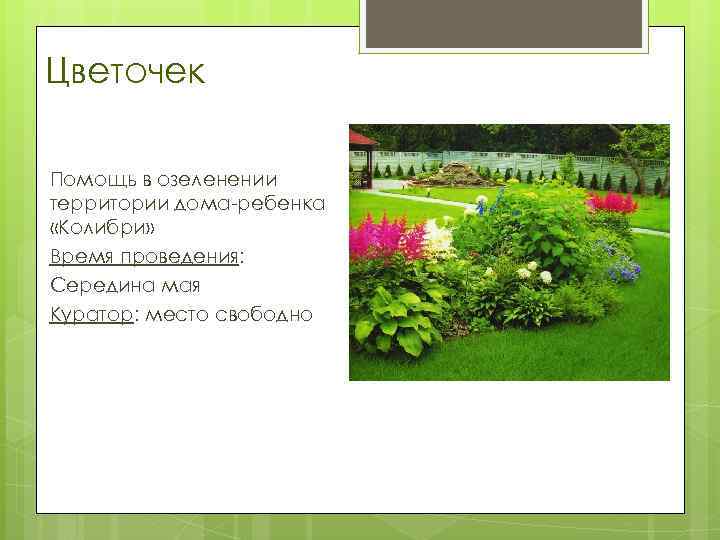 Цветочек Помощь в озеленении территории дома-ребенка «Колибри» Время проведения: Середина мая Куратор: место свободно