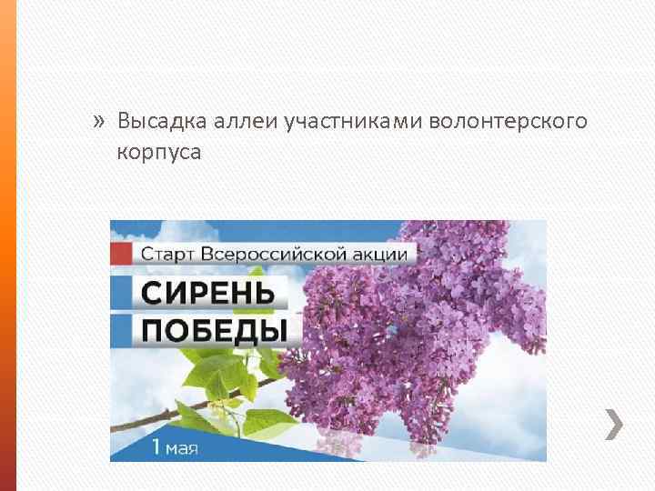 » Высадка аллеи участниками волонтерского корпуса 