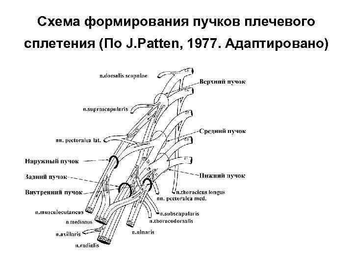 Пучки плечевого сплетения. Пучки плечевого сплетения схема. Схема формирования плечевого сплетения. Схема вторичных Пучков плечевого сплетения. Из латерального пучка плечевого сплетения формируется нерв.