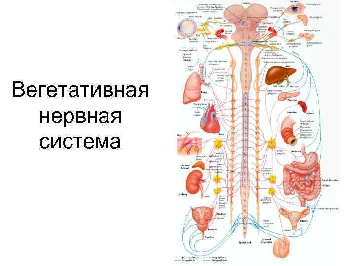Вегетативная нервная система 
