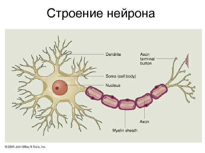 Строение нейрона 