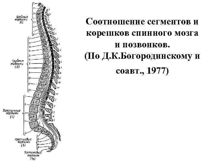 Корешок мозга. Соответствие сегментов спинного мозга и позвонков. Соответствие между сегментами спинного мозга и позвонками. Схема Корешков спинного мозга. Корешок l5 спинного мозга.