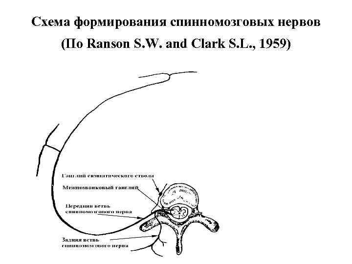 Схема формирования спинномозговых нервов (По Ranson S. W. and Clark S. L. , 1959)