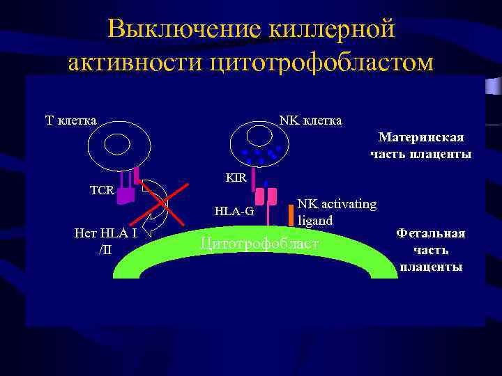 Выключение киллерной активности цитотрофобластом T клетка NK клетка Материнская часть плаценты TCR KIR HLA-G