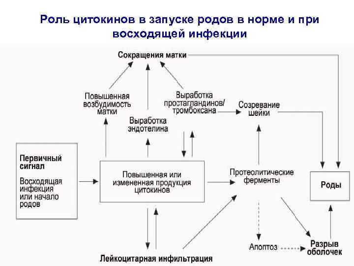Роль цитокинов в запуске родов в норме и при восходящей инфекции 