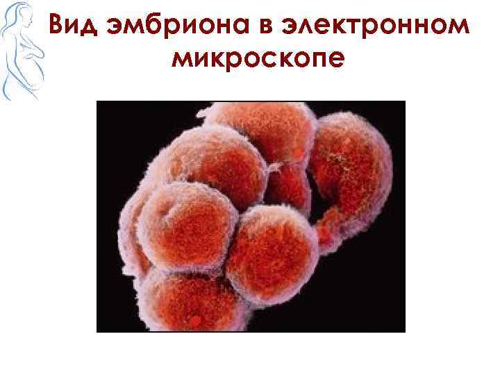 Вид эмбриона в электронном микроскопе 