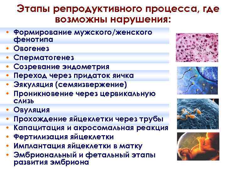 Этапы репродуктивного процесса, где возможны нарушения: • Формирование мужского/женского фенотипа • Овогенез • Сперматогенез