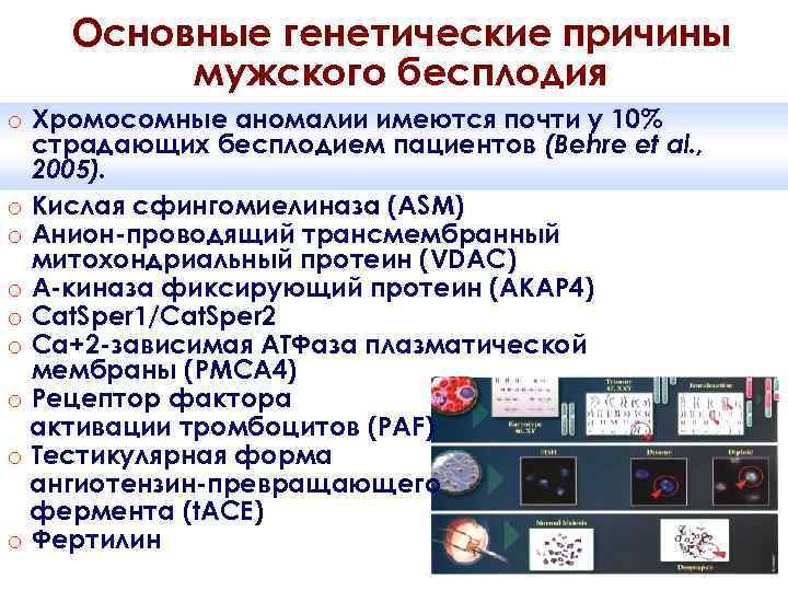 Основные генетические причины мужского бесплодия o o o o o Хромосомные аномалии имеются почти