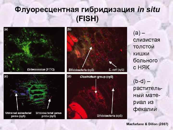 Флуоресцентная гибридизация in situ презентация