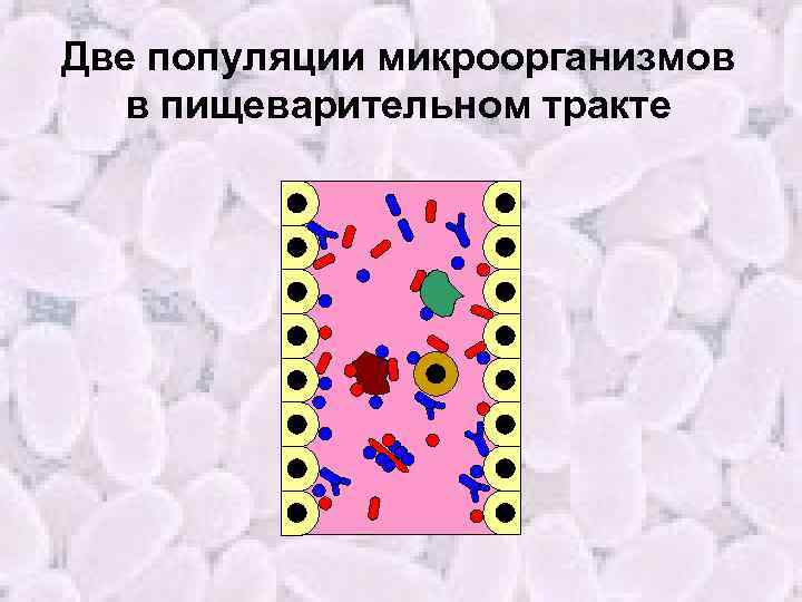 Две популяции микроорганизмов в пищеварительном тракте 