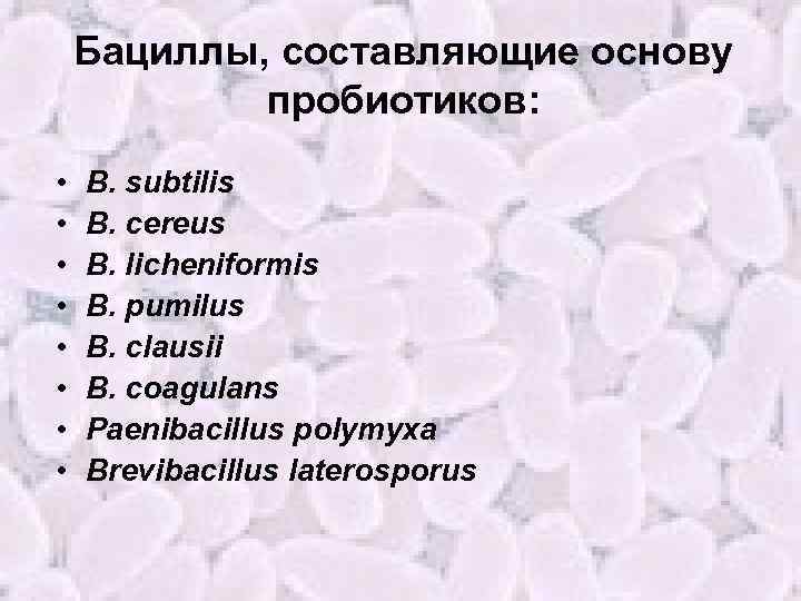 Бациллы, составляющие основу пробиотиков: • • B. subtilis B. cereus B. licheniformis B. pumilus
