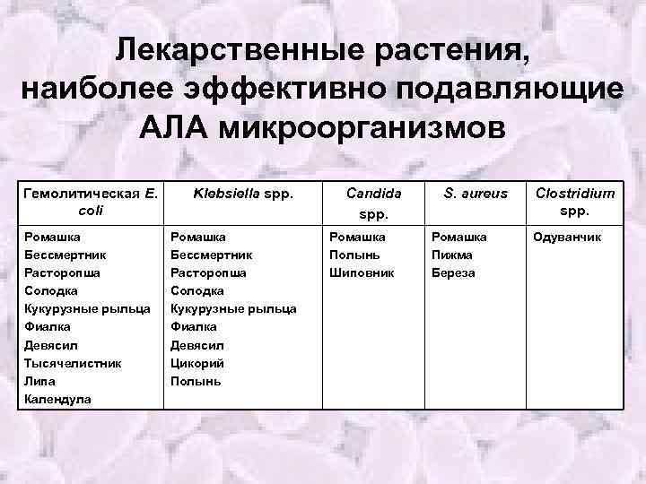 Лекарственные растения, наиболее эффективно подавляющие АЛА микроорганизмов Гемолитическая E. coli Ромашка Бессмертник Расторопша Солодка