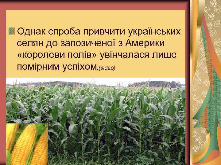 Однак спроба привчити українських селян до запозиченої з Америки «королеви полів» увінчалася лише помірним