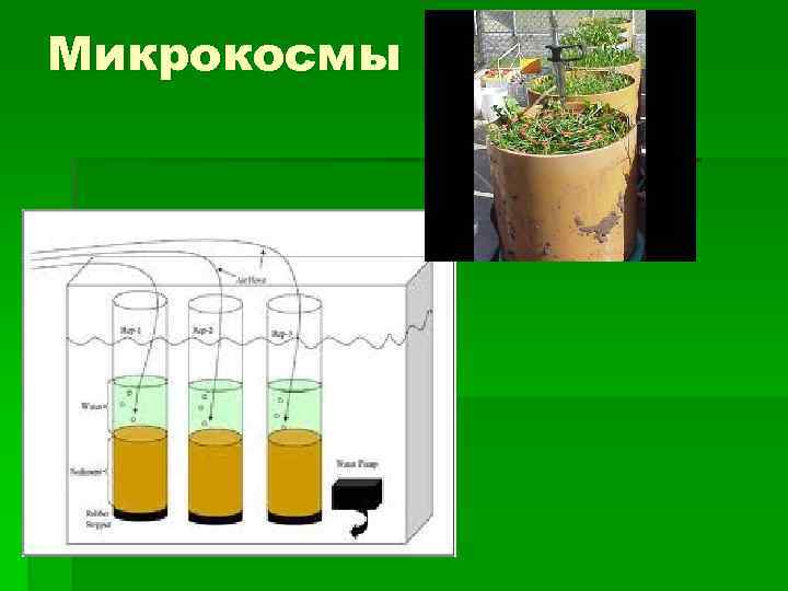 Микрокосмы 