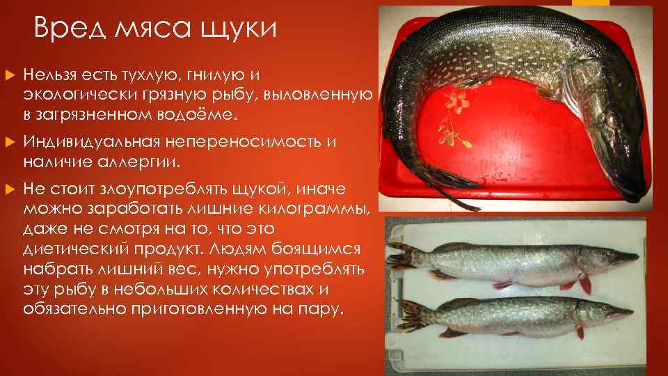 Вред мяса щуки Нельзя есть тухлую, гнилую и экологически грязную рыбу, выловленную в загрязненном