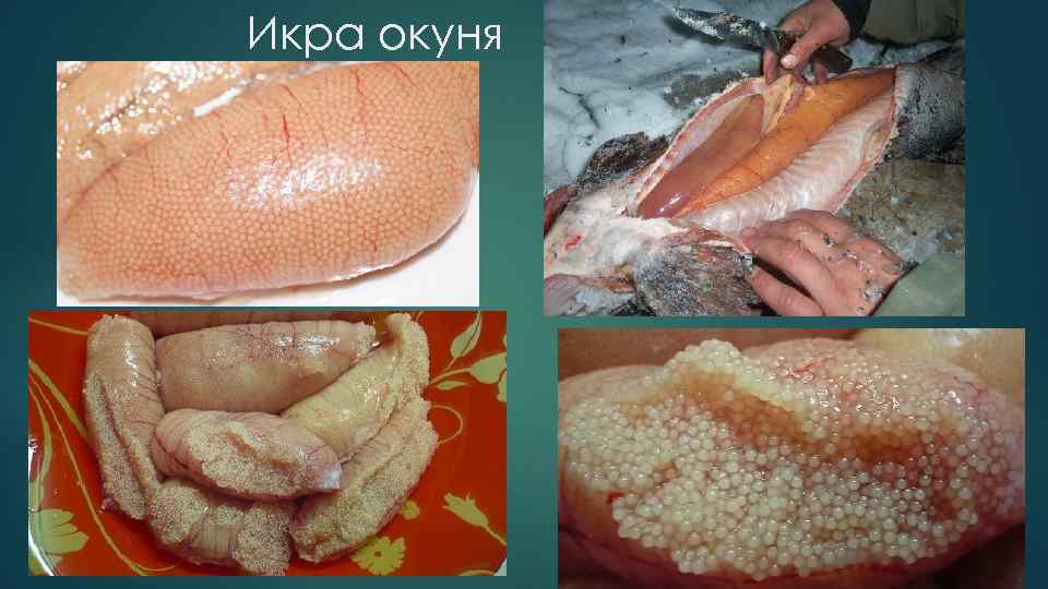 Икра окуня 