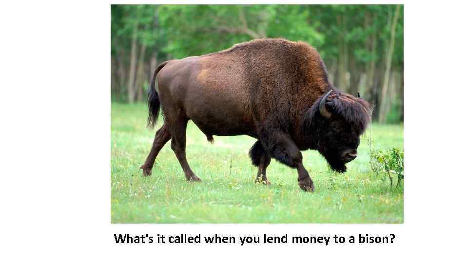 What's it called when you lend money to a bison? 