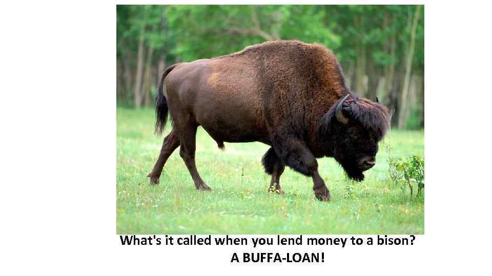 What's it called when you lend money to a bison? A BUFFA-LOAN! 