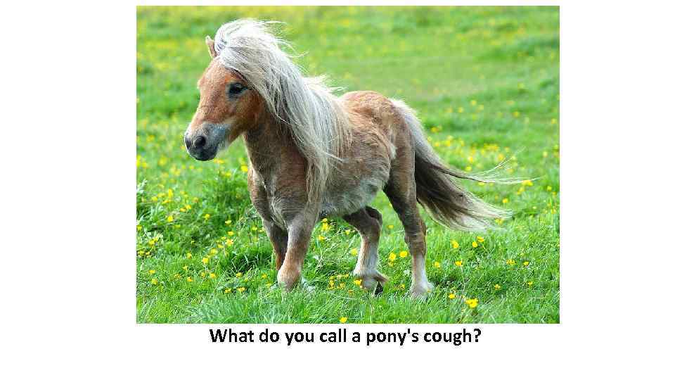 What do you call a pony's cough? 