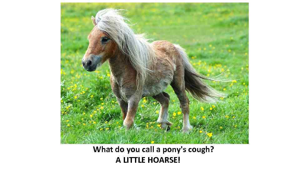 What do you call a pony's cough? A LITTLE HOARSE! 
