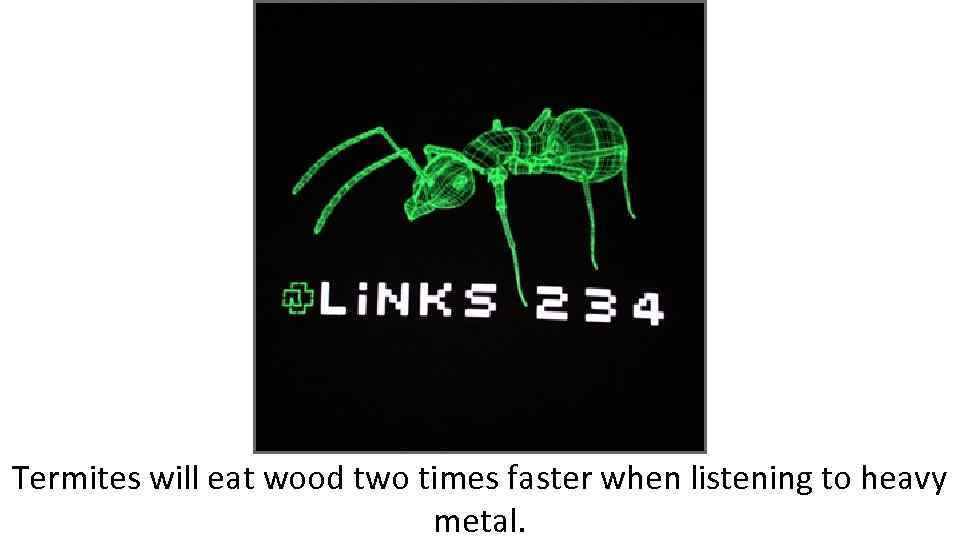 Termites will eat wood two times faster when listening to heavy metal. 