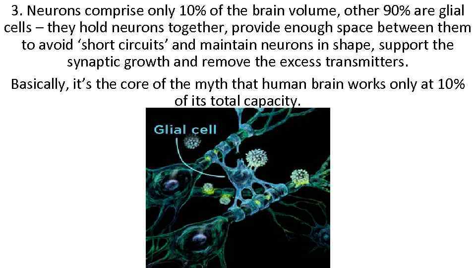 3. Neurons comprise only 10% of the brain volume, other 90% are glial cells