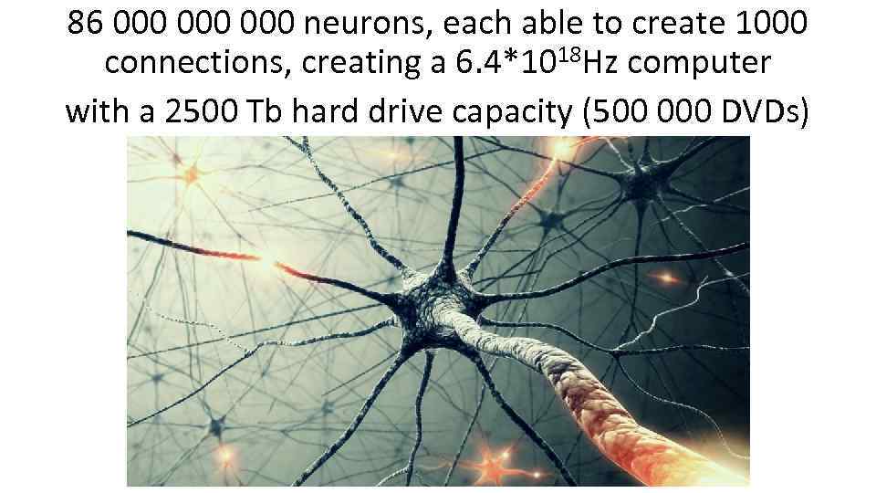 86 000 000 neurons, each able to create 1000 connections, creating a 6. 4*1018