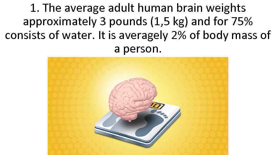 1. The average adult human brain weights approximately 3 pounds (1, 5 kg) and