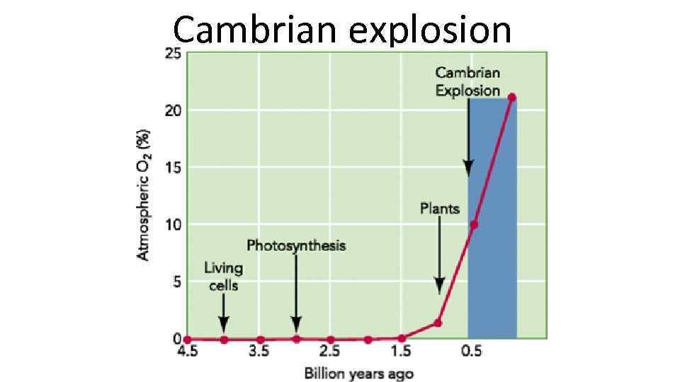 Cambrian explosion 