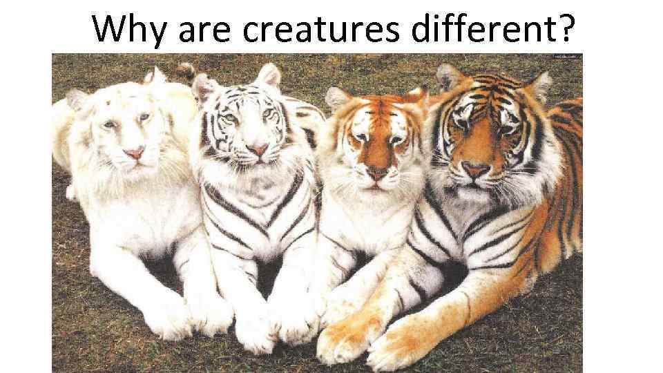 Why are creatures different? 